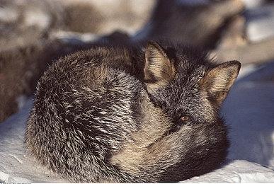 《星空》Steam好评率已不及《辐射76》